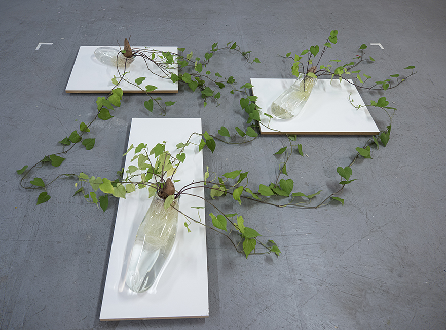 El oficio de germinar - 2021