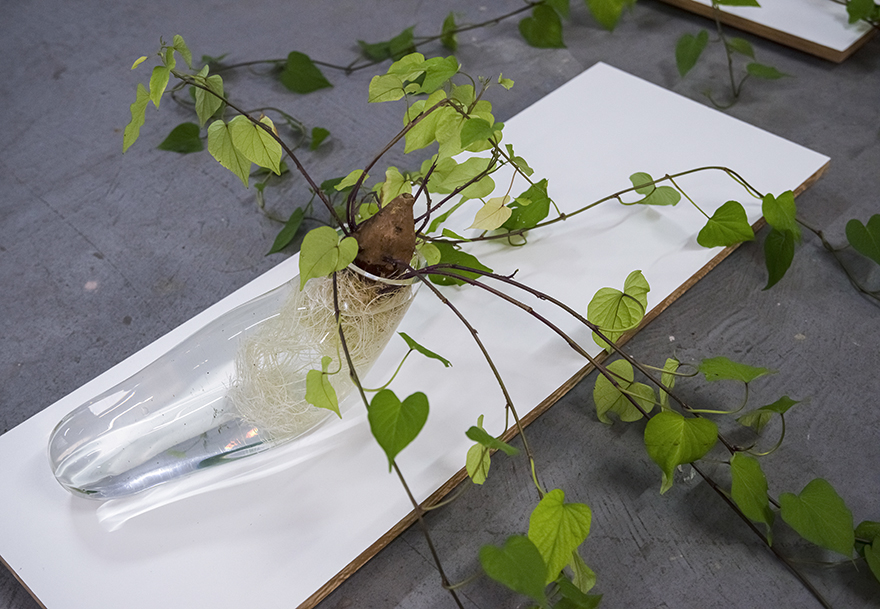 El oficio de germinar - 2021